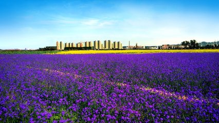 1547034036370980.jpg 1.jpg