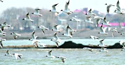 1547116926855566.jpg 1.jpg