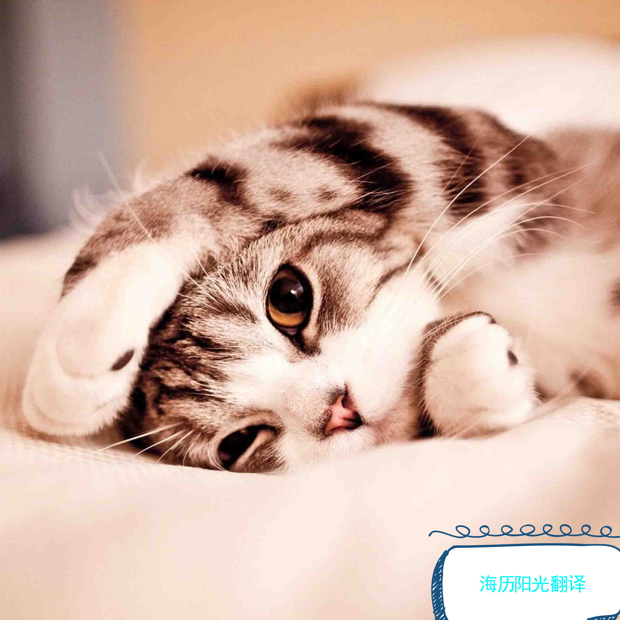 1675837589189983.jpg 動(dòng)物.jpg